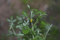 Rothia indica